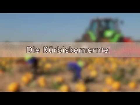 Die Kürbiskernernte