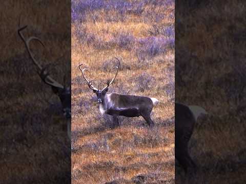 Back To Back Bull Reindeer (Caribou) Hunting #bowhunting