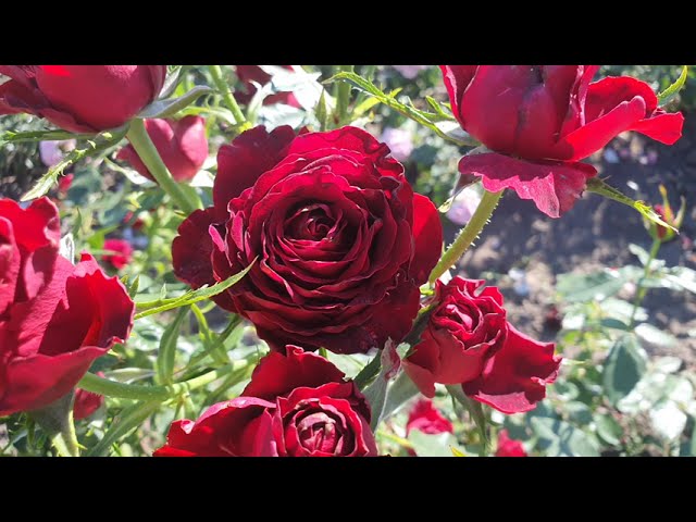 EDROSES/Троянда 🌹 Хартс (Hearts), Jan Spek Nurseries Нідерланди, 2006. Зрізкові (Florists Rose)