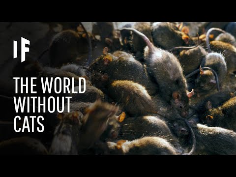 猫がいなかったら？ (What If There Were No More Cats?)