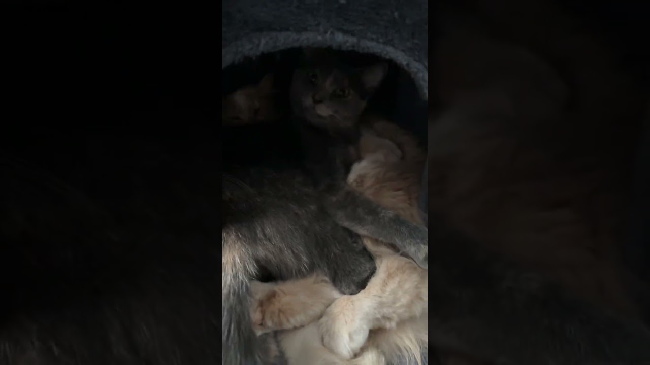 Enlarge Bami C10741, a Adoptable Domestic Short Hair in Princeton, MN video 6/6