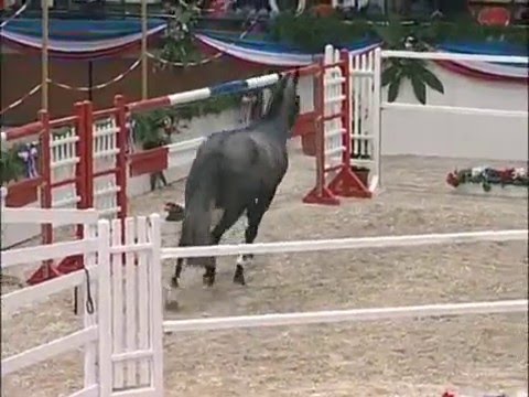 Quite Flight (Quidam de Revel x Carthago) Holsteiner