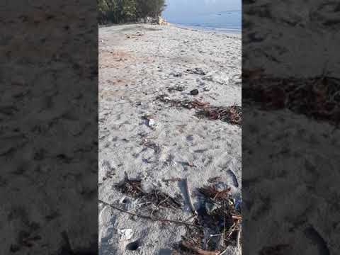 A beach scene from Tansania