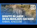 Giraffe In Labor On Kilimanjaro Safaris Animal Kingdom