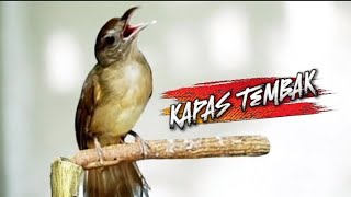 Download lagu KAPAS TEMBAK GACOR NGEBREN NYIUL | PANCINGAN BAHAN CEPAT BUNYI mp3 Download lagu KAPAS TEMBAK GACOR NGEBREN NYIUL | PANCINGAN BAHAN CEPAT BUNYI mp3