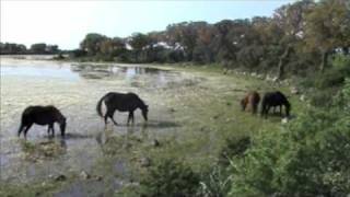 preview picture of video 'Cavallini selvatici nell' Altopiano la jara - Sa Jara - Sardegna'