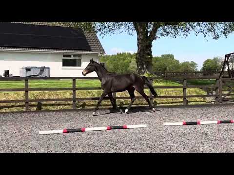 Torridon RD Cornet De Semilly x Olympic Lux