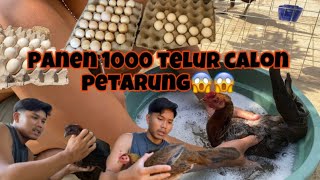 Download lagu Panen tlur sweater cros ak47 di kandang DewaLangit Breeder‼️ mp3