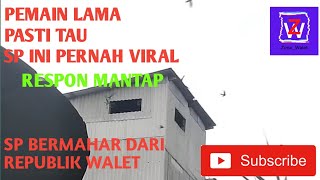 Download lagu SUARA PANGGIL WALET RESPON || SILAHKAN DOWNLOAD, LINK DI DESKRIPSI mp3
