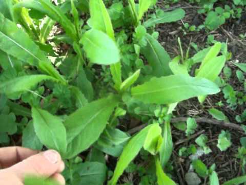 ♥ ♥ ♥ LIFEFOOD TV ♥ ♥ ♥ Harvesting Wild Spring Sorrel For Salads Soups & Dressings