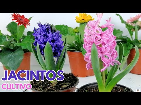 , title : 'jacintos cuidados y cultivo  Hyacinthus CHUYITO JARDINERO'