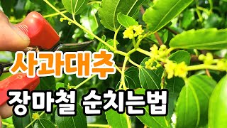 사과대추 장마철 순치기 꼭해야 하는 이유? 꽃피면 꼭 해야 하는 이것