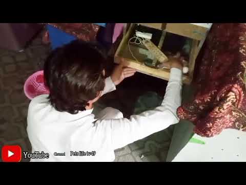 eggs incubator|How to Make Full Automatic egg incubator at home|diy incubator|pets life tv49