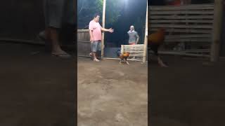 Download lagu 1X STAG WINNER FOR 3 COCK DERBY STRIKEBACK GF BATAAN mp3