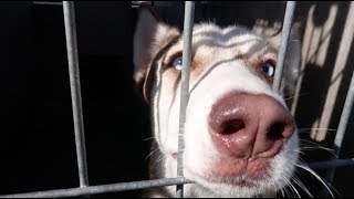 Doing My Best To Help Homeless Dogs | Vlogmas Day 21 | Aja Dang