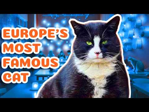 Famous CHONKY CAT has his OWN CAT CAFE