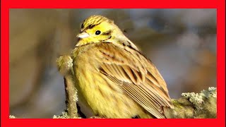 Yellowhammer Song! Yellowhammer Call! Yellowhammer  - Escribano Cerillo Canto - Emberiza Citrinella