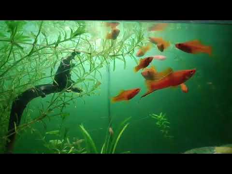 Aqua Planet & Aquarium Fish - 2021