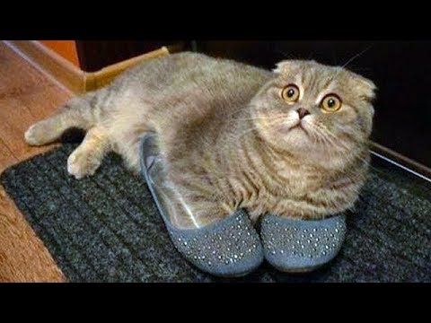 Oubliez les chiens! les chats drôles sont way funnier! - essayez de ne pas rire
