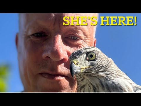 Albidus goshawk finally arrives; here’s a teaser…