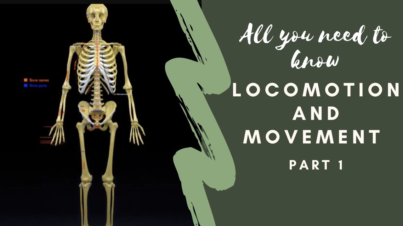 Skeleton human detail label parts 3D Model