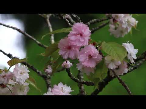 映像作家 保山耕一氏 による「奈良、時の雫」　天辻峠編