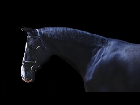 Ike - 9yo gelding 1.50 scope, USET, EQ OR JUMPER STAR, Spartacus x Numero Uno