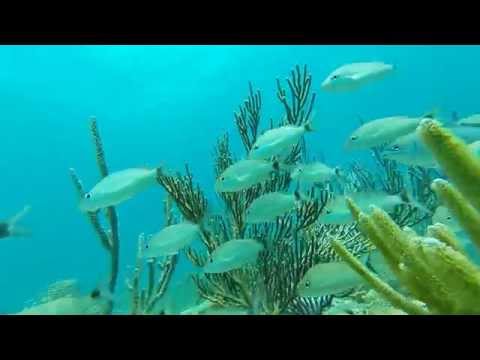 Emerald Reef Miami Diving