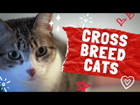 What breeds make a xxxxx Cat ? Helpful Info for Cross breed/Mixed breed Cats