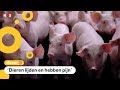 Slachthuizen overtreden soms de wet bij het slachten van varkens