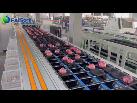 vegetable processing equipment onion sorting grading machine weight sorter grader clasificatinion