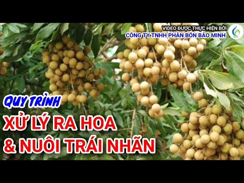 QUY TRÌNH XỬ LÝ RA HOA VÀ NUÔI TRÁI NHÃN | Bảo Minh FE