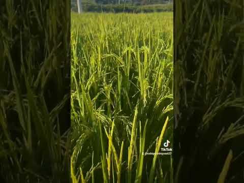 cultivo de arroz 🌾🍚 na Rondônia Rural Show Internacional em Ji-Paraná qua será realizada de 20 a 25