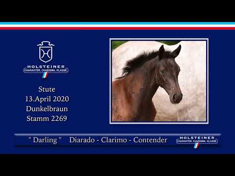 Holsteiner Elite-Fohlenauktion | Nr. 20 v. Diarado - Clarimo