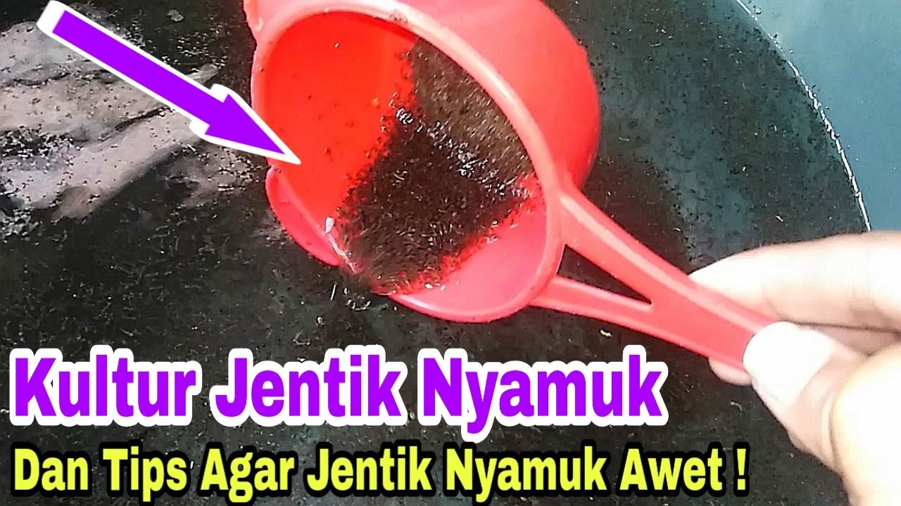 Cara Budidaya Jentik Nyamuk Untuk Pakan Ikan Cupang
