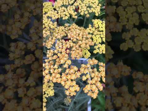 ノコギリソウ「コロネーション ゴールド」 植物