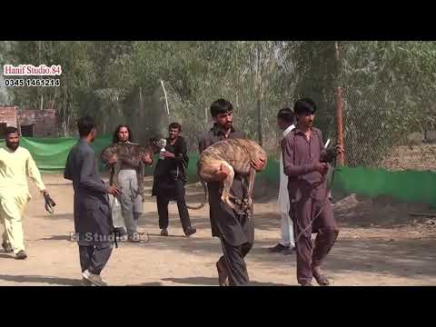 Greyhound track race Round 4&5 Yar Badsha & Dhurana club Dhori 13 Nov 2025