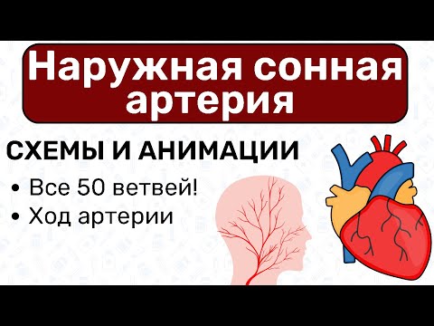 Наружная сонная артерия Анатомия / Кровоснабжение головы, ветви сонной артерии