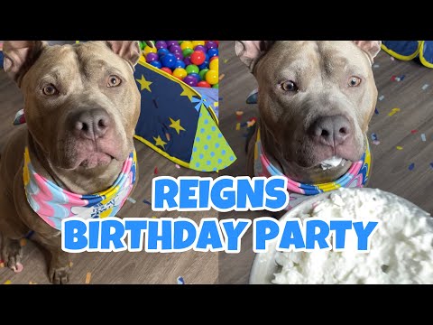 My Dogs EPIC Birthday Party Surprise