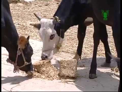 Complete Feed Block_Hindi 