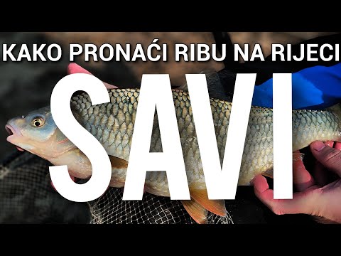 FEEDEROM NA SAVI - Gdje tražiti ribu na novoj poziciji?!