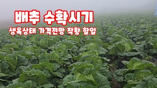 배추 수확전 작업 수확시기 생육상태 작황 체크 괴산절임배추 괴산배추 자연특별시괴산 [배추재배방법]