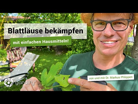 Simple home remedies for aphids | gardify tips