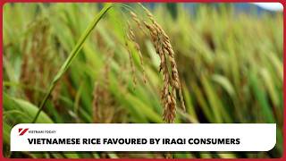 Vietnamese rice favoured by Iraqi consumers | Vietnam Today