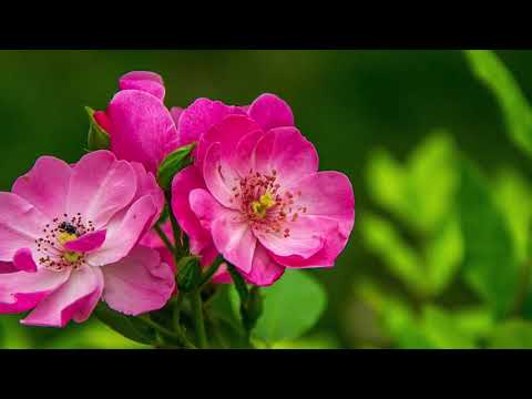 NOU!!! Fratii Strugariu - As vrea sa fiu ca Rut (ALBUM "MERGEM INAINTE")