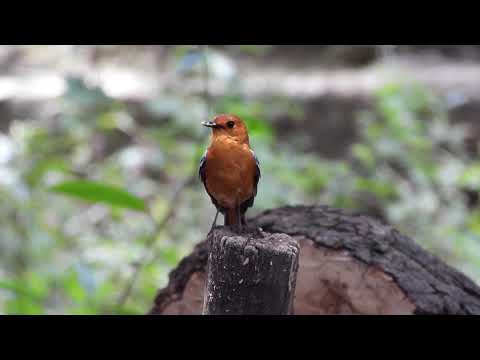 Drozdár červenohlavý (Cossypha natalensis) — starostlivosť, voliéra a kŕmenie