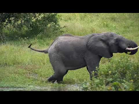 Djuma: Lone Elephant bull drinks at the dam - 09:07 - 04/05/21