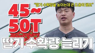 역대급! 한 해 딸기 수확량만 50톤???! 딸기 제대로 키워보자구요!!