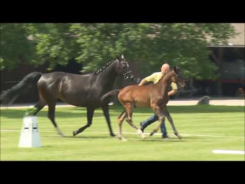 13 Casira, Stute, *13.03.2018 v. Casiro I – Conteur