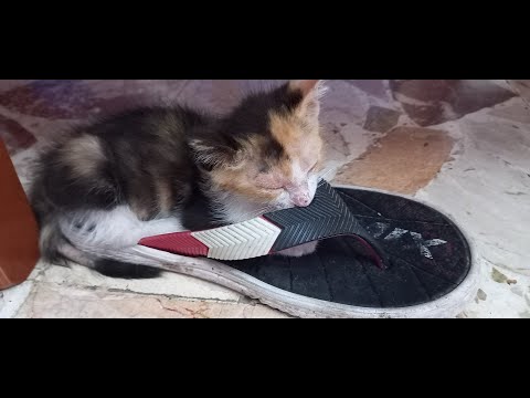 Gemma Lotta Per La Sua Ciabatta